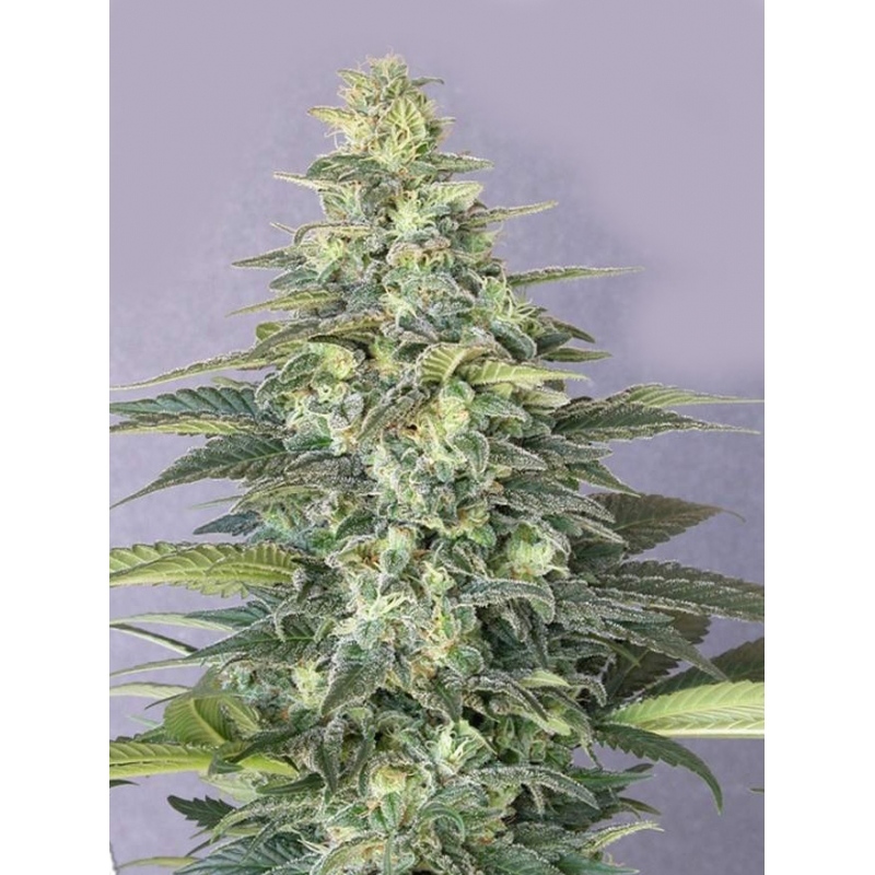 Kali mist конопля купить сорта конопли убойные